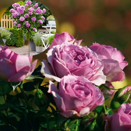 Rosa 'Lavender Flower Circus' - Roos 'Lavender Flower Circus' tüvel C7/7L